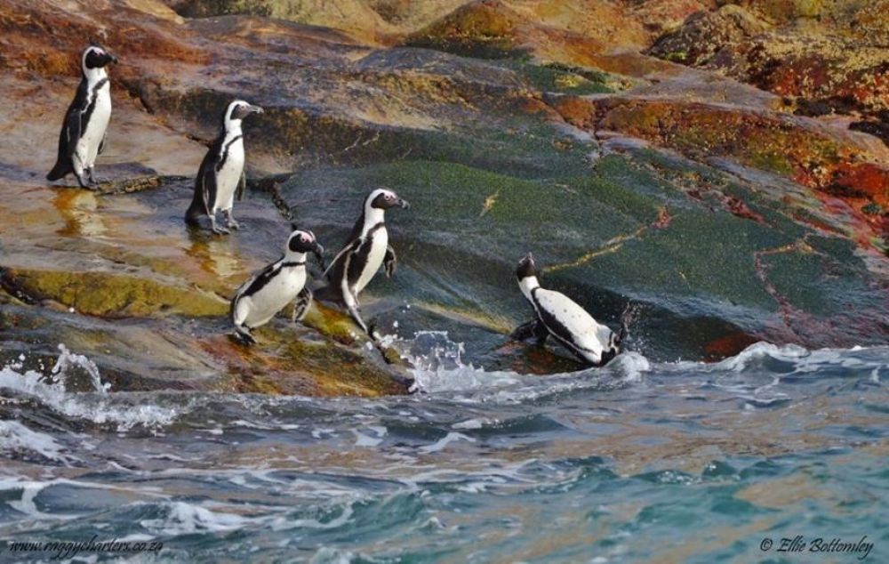 african_penguin_25_880x558.jpg