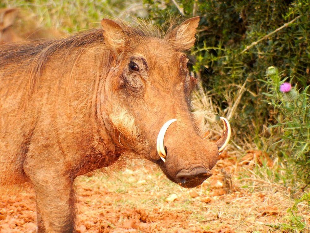 m_warthog2.jpg